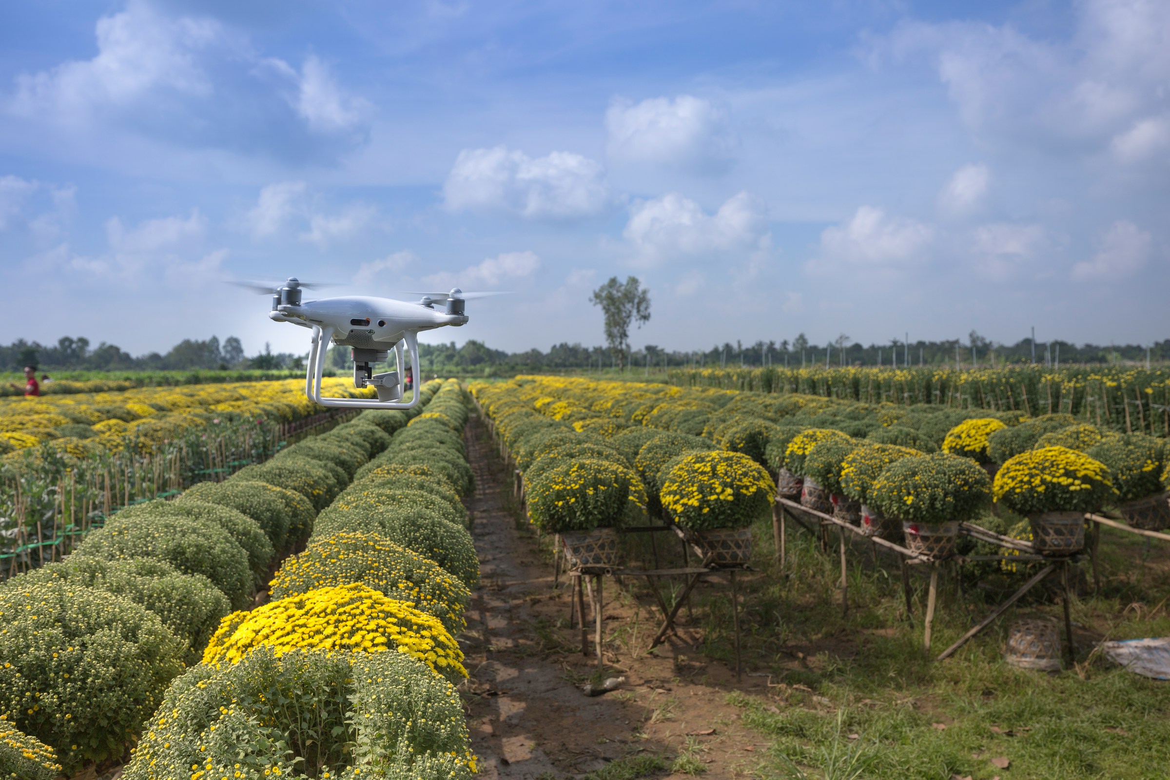 Scientist analyzing agricultural data on a tablet in a modern greenhouse